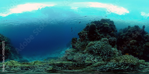 Underwater Scene Coral Reef. Underwater sea fish. Tropical reef marine. Colourful underwater seascape. Philippines. Virtual Reality 360.