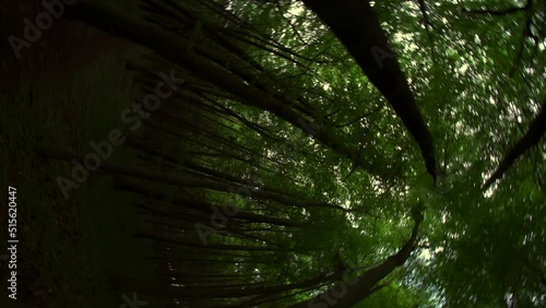 Trippy woodland forest scene with tall spinning trees