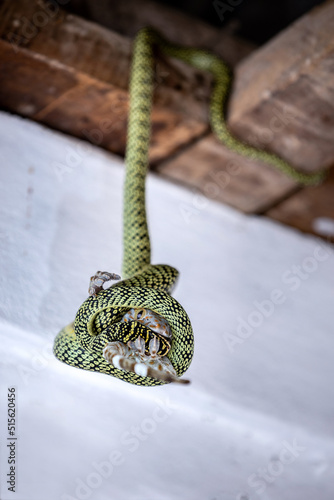 Last fight for gecko and snake win at the end, fight for food vs fight for life