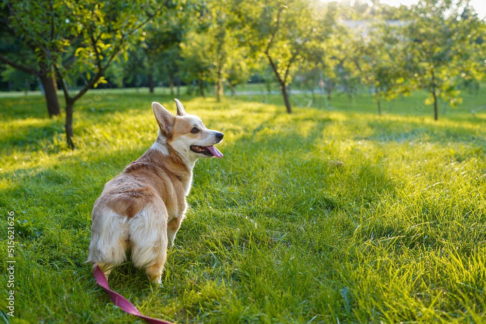 Happy and smiling Welsh Corgi Pembroke dog on the lawn in park in sunny summer day Happy and smiling Welsh Corgi Pembroke dog on the lawn in park in sunny summer day