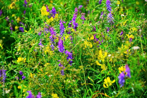 beautiful colorful wildflowers on summer field, thick blooming grass in the meadow close up with drop of water after rain or dew. Selective focus