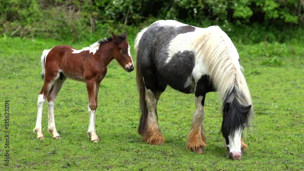 Two horses grazing, a mother with a young newborn foal Two horses grazing, a mother with a young newborn foal