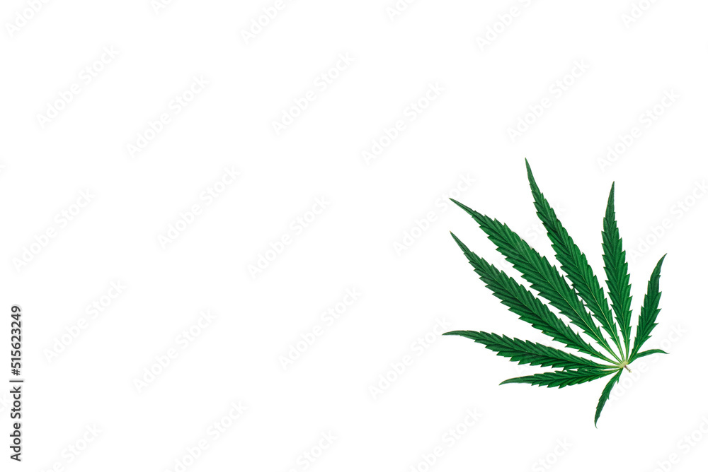 Hemp or cannabis leaf isolated on white background. Top view, flat lay, copy space Hemp or cannabis leaf isolated on white background. Top view, flat lay, copy space