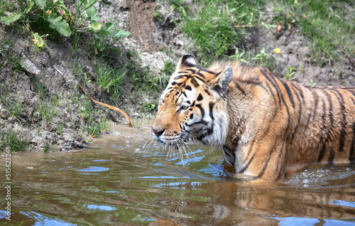 Photography Amour tiger in the water, cooling down or playing
