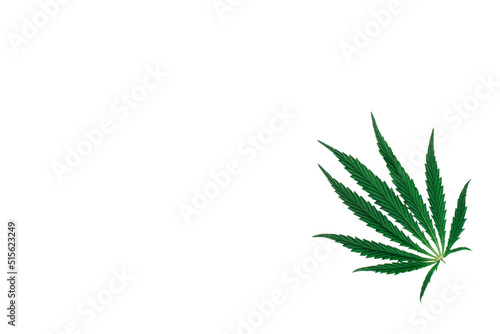 Hemp or cannabis leaf isolated on white background. Top view  flat lay  copy space