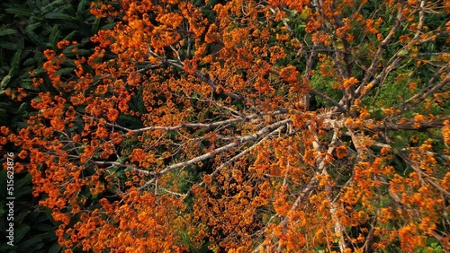 Aerial drone shot from the top of a Pterocymbium macranthum tree in full blossom to far away up the rainforest, Chiang dao rainforest, Thailand photo