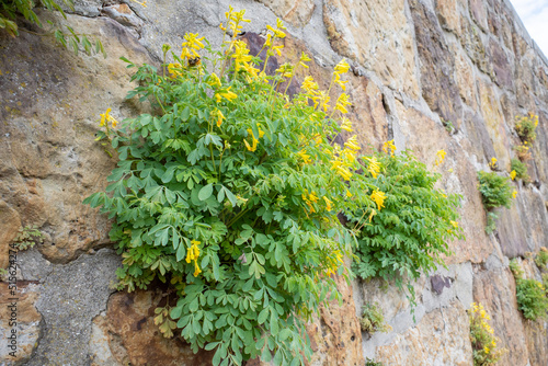 yellow flowers on a wall