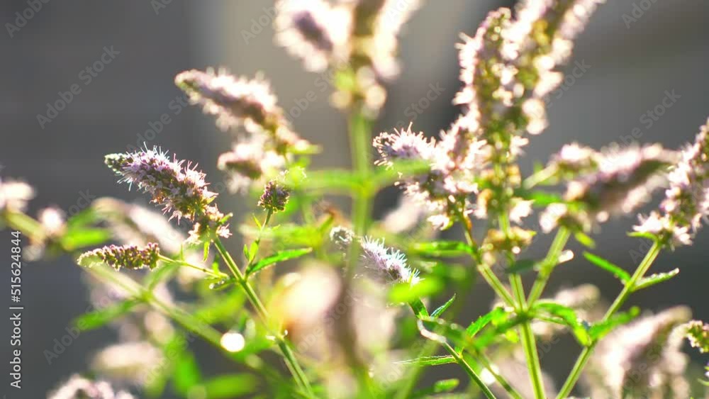 peppermint in the garden in bloom, spearmint flowering plant close-up, aromatic herb backlit by the sun, honey plants in the meadow peppermint in the garden in bloom, spearmint flowering plant close-up, aromatic herb backlit by the sun, honey plants in the meadow