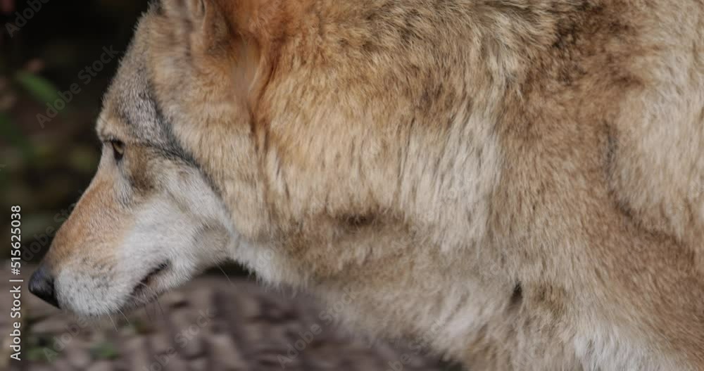 Wolf Canis Lupus Also Known As The Gray Wolf Is The Largest Extant Wolf Canis Lupus Also Known As The Gray Wolf Is The Largest Extant