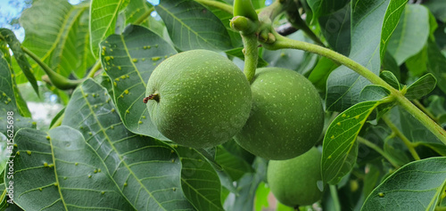 Two walnuts grow on a tree in the garden. While they are covered with a green peel. They are beautiful green bright with white dots and are shot close up