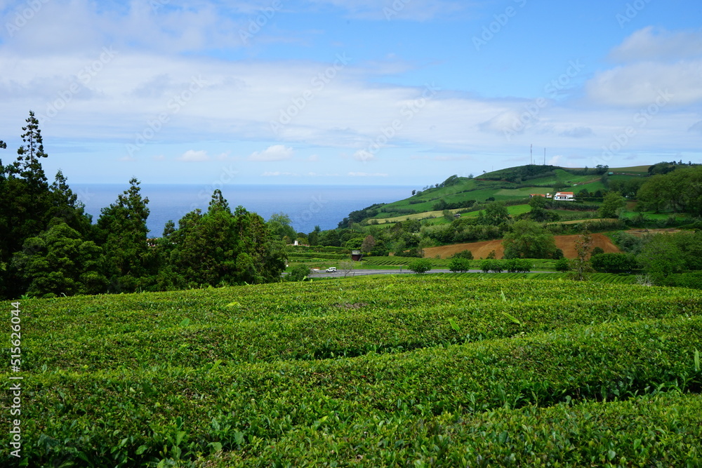 Cha Gorreana tea terrace, Sao Miguel, Azores islands, Portugal