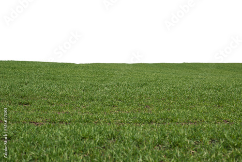 Green field as a background.  Green grass in spring isolated on white background. © Nikolay