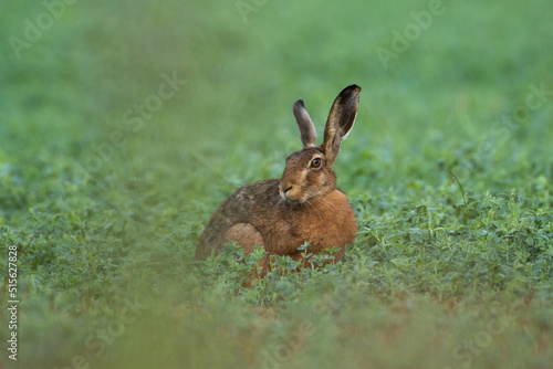 hare in the early morning © Marek