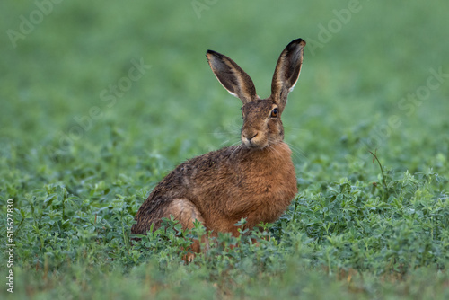 hare in the early morning © Marek