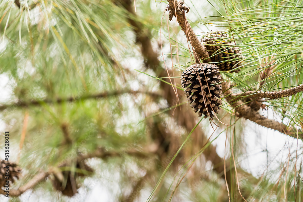 Fototapeta premium Ripe cedar cones on cedar branches.