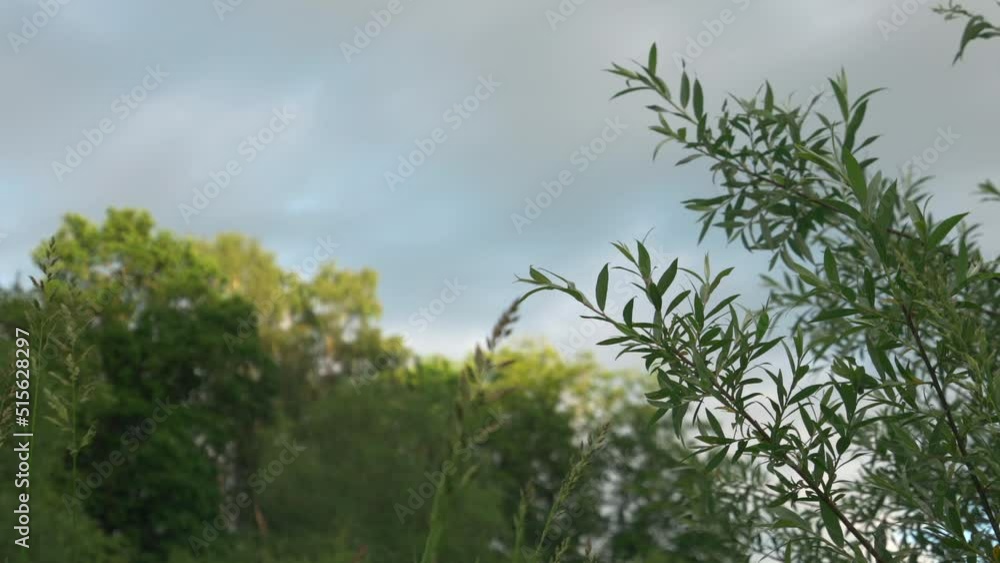 Green leaf and new shoot background with grass and spring growth on cloudy sky Green leaf and new shoot background with grass and spring growth on cloudy sky