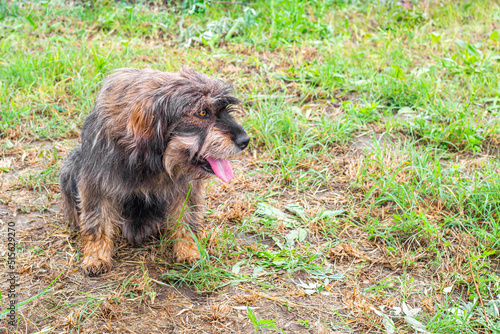 A shaggy dog sits on the grass with his tongue out, looking to the side. Violation of thermoregulation in animals in the hot summer season