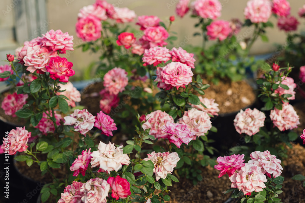 Pink roses flowers growing outdoors in summer garden. Nature Pink roses flowers growing outdoors in summer garden. Nature