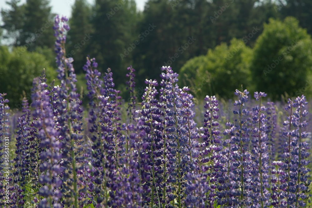 Obraz premium polyanka purple white lupines