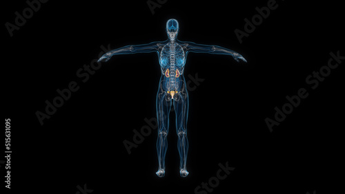 Human female body kidney 3d hologram back view. 3D illustration