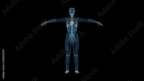 Human female body heart 3d hologram back view. 3D illustration