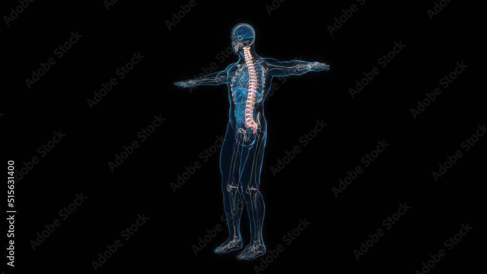 Human male body spine 3d hologram. 3D illustration Human male body spine 3d hologram. 3D illustration