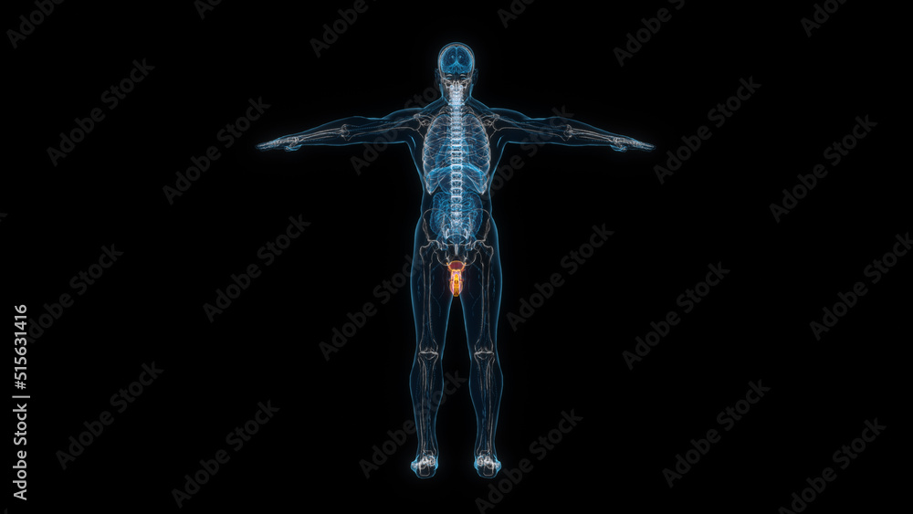 Obraz premium Human male body reproductive organ 3d hologram back view. 3D illustration