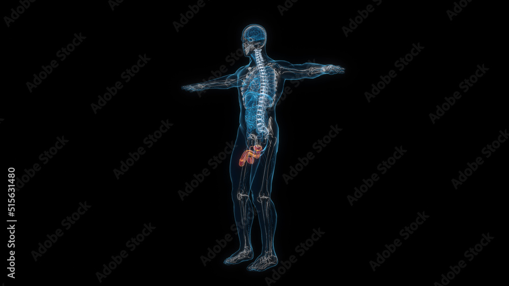Obraz premium Human male body reproductive organ 3d hologram. 3D illustration