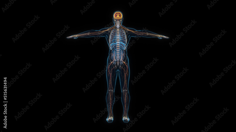 Human male body nervous system 3d hologram back view. 3D illustration