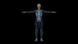 Human male body nervous system 3d hologram front view. 3D illustration