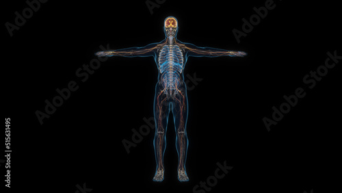 Human male body nervous system 3d hologram front view. 3D illustration