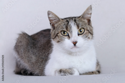 One small striped kitten lies on a white background. Beautiful Cat close up. Brown white Kitten with big green eyes. Gray Cat looks away. Tabby. Care of pets. Copy space. Concept of adorable pets