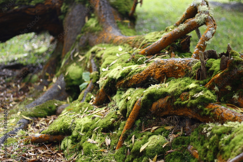 Moss on the tree's root Moss on the tree's root
