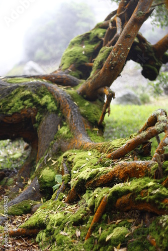 Sulphurean moss in Furnas, Sao Miguel, Azores islands, Portugal