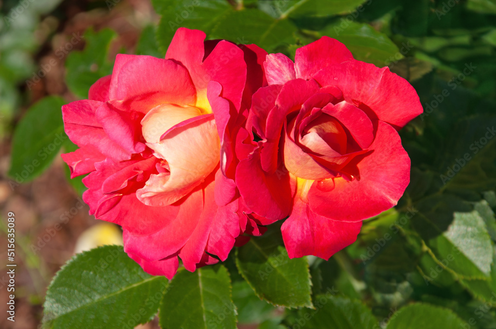 Two colorful red yellow roses Decor Arlequin in the city garden