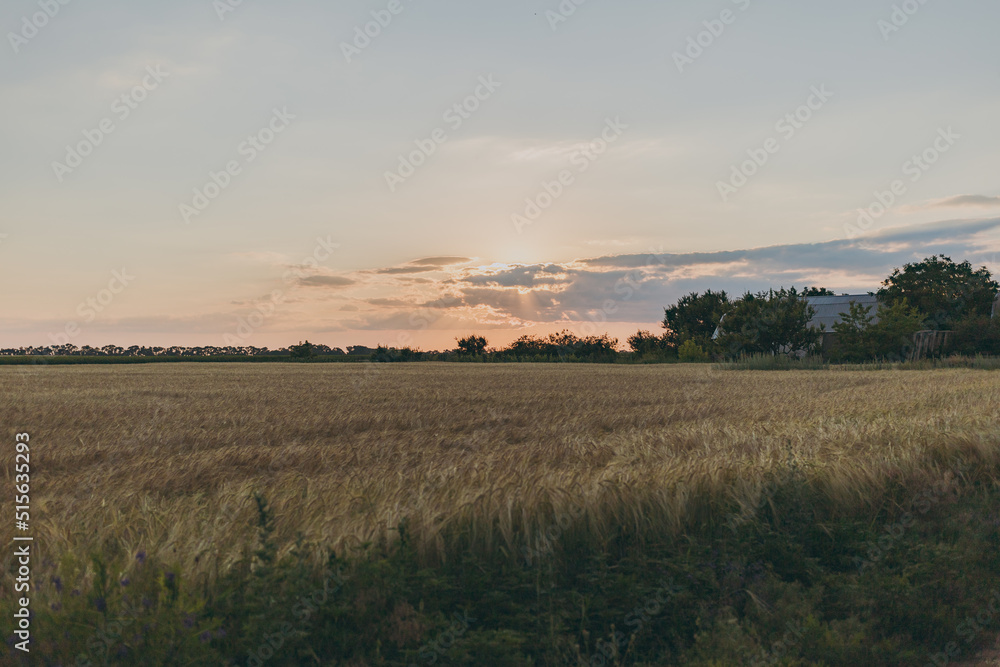 A field of wheat at sunset