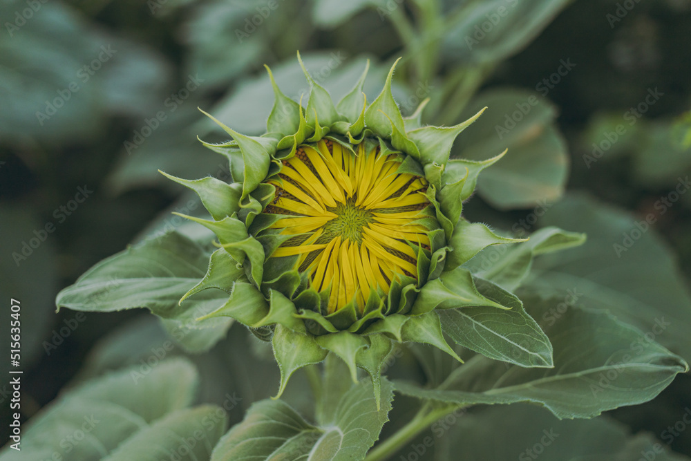 Green sunflowers grow in the field Green sunflowers grow in the field