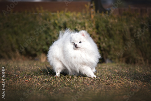 white pomeranian spitz dog running © Кристина Чижмар