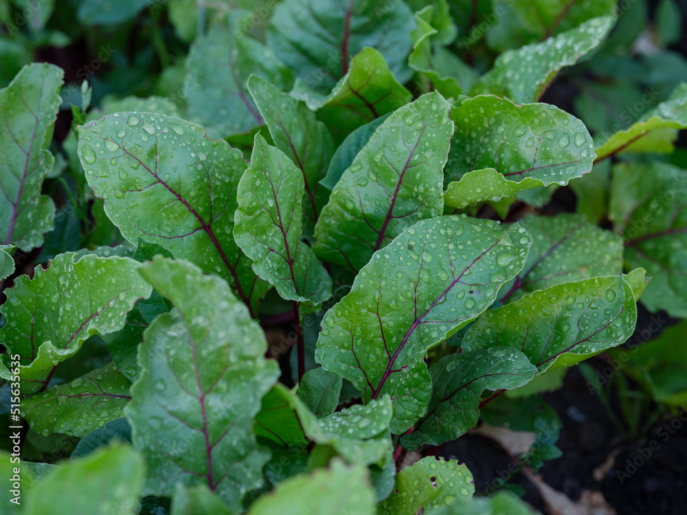Some beet plants growing in a vegetable garden Some beet plants growing in a vegetable garden