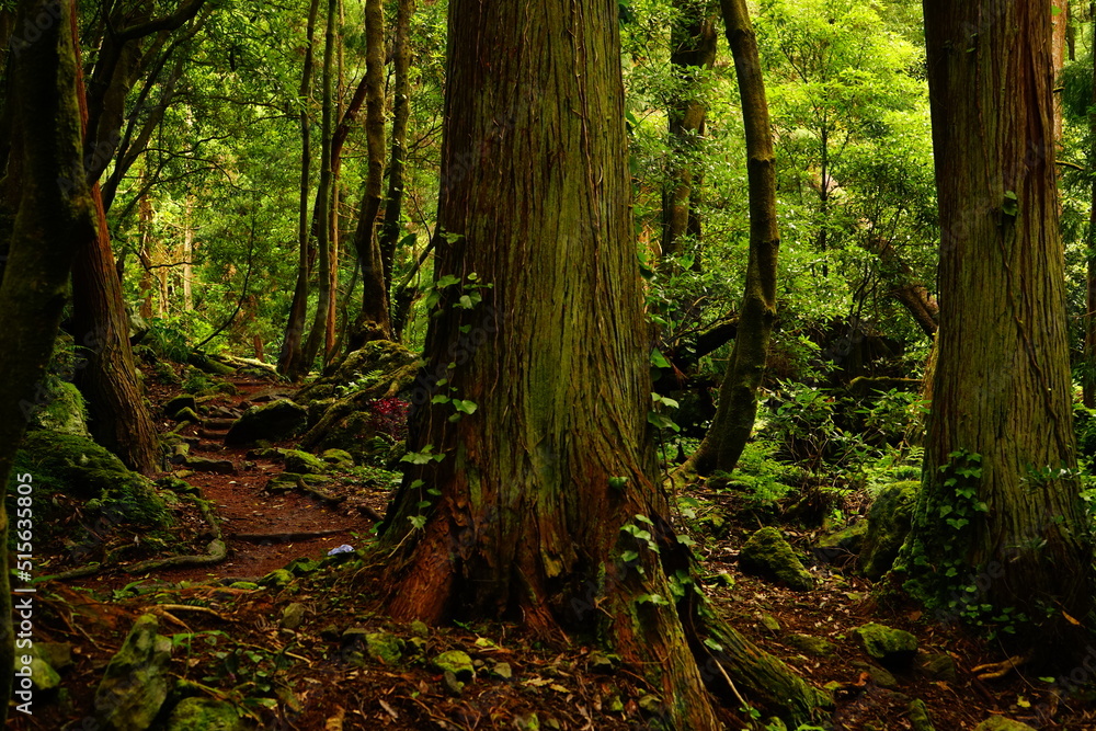 Grena Park forest pathway, Furnas, Sao Miguel, Azores islands, Portugal Grena Park forest pathway, Furnas, Sao Miguel, Azores islands, Portugal
