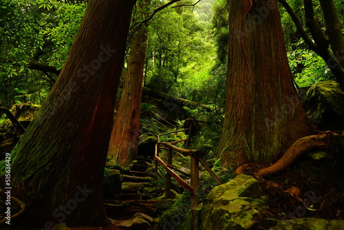 Fotografía Forest pathway in Grena park, Furnas, Sao Miguel, Azores islands, Portugal