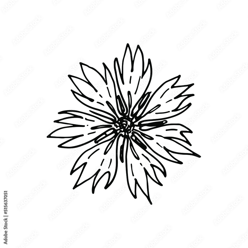 Cornflower. Hand drawn doodles vector