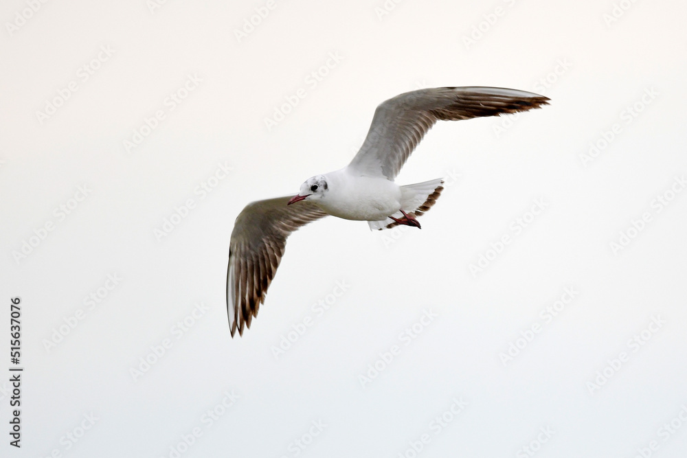 Obraz premium Black-headed gull // Lachmöwe (Chroicocephalus ridibundus)