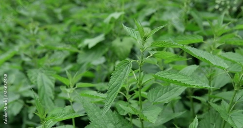Nettle. Nettle with green leaves. Nettle plants grow in the ground. Medical concept, medicinal plant. High quality 4k footage