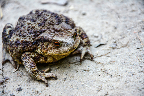 Common toad  Bufo bufo  closeup .