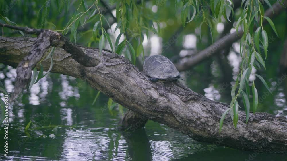 Static wide shot with a turtle (Emys orbicularis) seen from the back, sitting on a willow over a green lake Static wide shot with a turtle (Emys orbicularis) seen from the back, sitting on a willow over a green lake