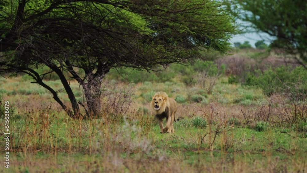 Light Male Lion Walking Through The Bush Roaring In Game Reserve, Botswana. Light Male Lion Walking Through The Bush Roaring In Game Reserve, Botswana.