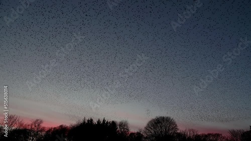 Starling murmuration against the winter evening sky just after sunset photo