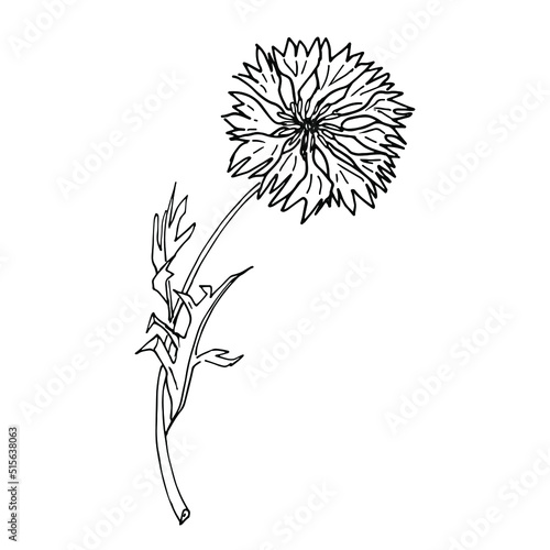 Cornflower. Hand drawn doodles vector