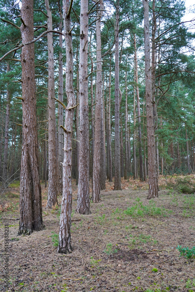 Tall pine tree trunks in the middle of woodland Tall pine tree trunks in the middle of woodland